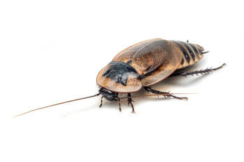 Byrsotria cabrerai